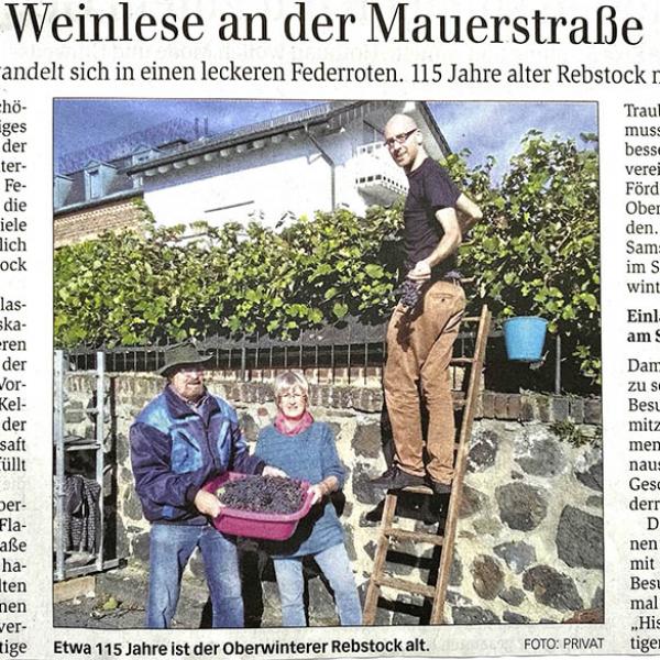 Weinlese an der Mauerstraße